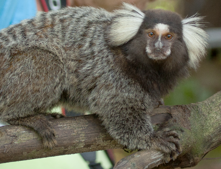 photo of a Marmoset Monkey