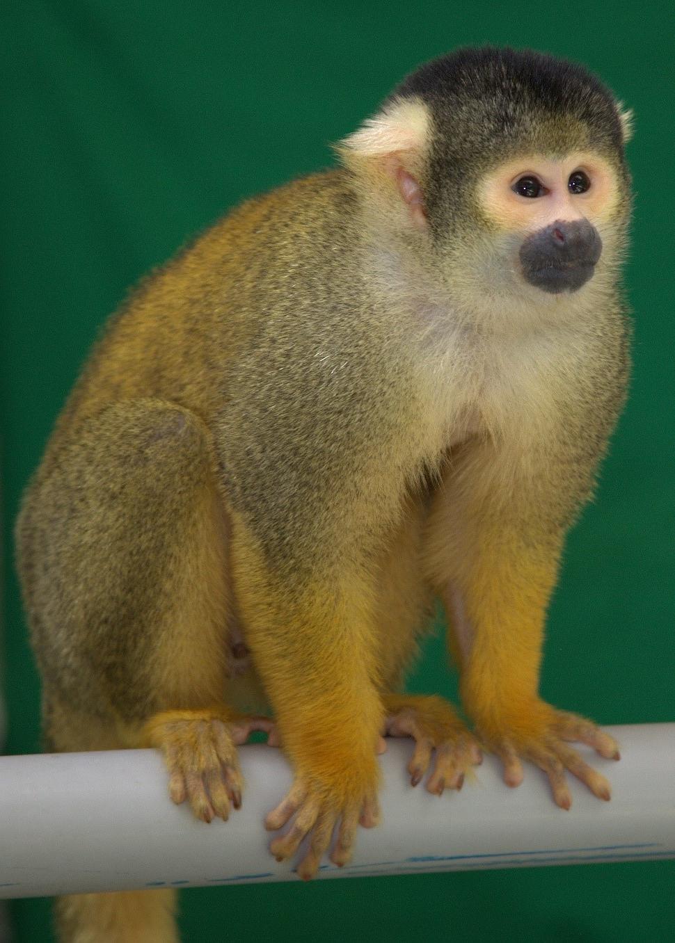 photo of a Squirrel Monkey